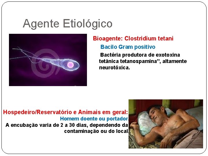 Agente Etiológico Bioagente: Clostridium tetani Bacilo Gram positivo Bactéria produtora de exotoxina tetânica tetanospamina”,