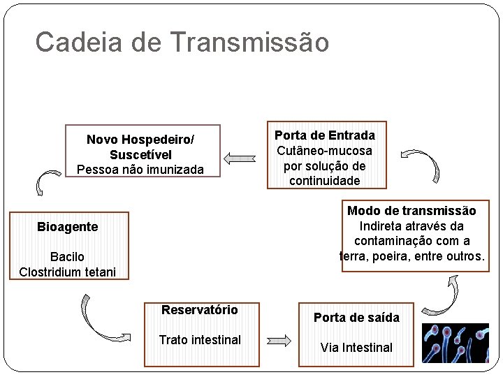 Cadeia de Transmissão Novo Hospedeiro/ Suscetível Pessoa não imunizada Porta de Entrada Cutâneo-mucosa por