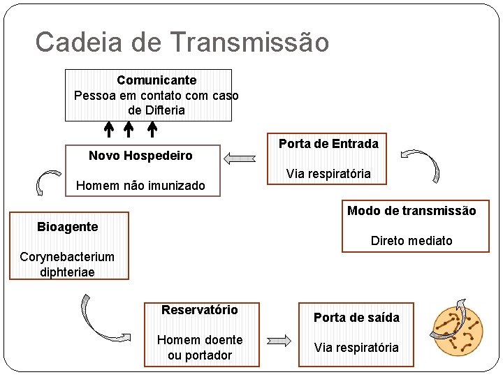 Cadeia de Transmissão Comunicante Pessoa em contato com caso de Difteria Novo Hospedeiro Homem