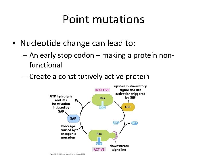 Point mutations • Nucleotide change can lead to: – An early stop codon – Point mutations • Nucleotide change can lead to: – An early stop codon –