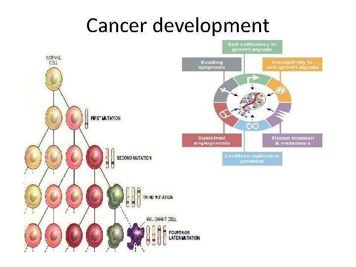 Cancer development Cancer development