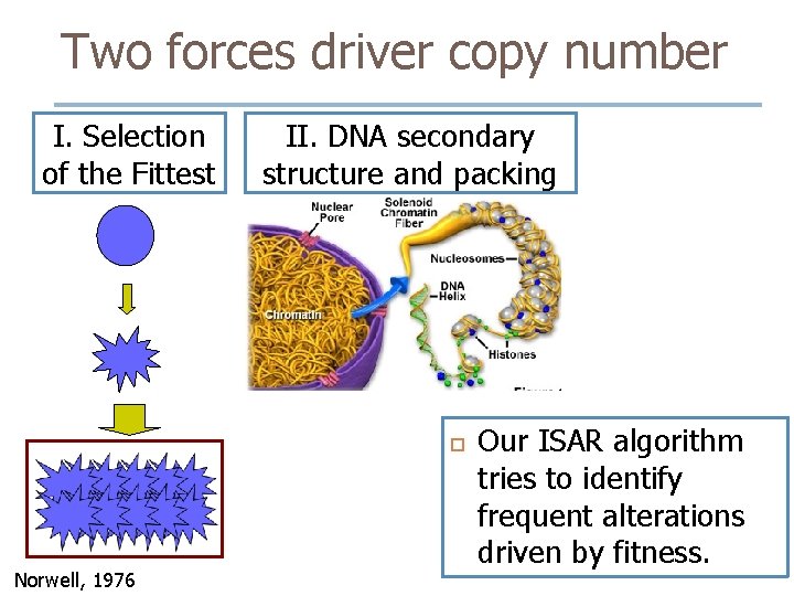 Two forces driver copy number I. Selection of the Fittest II. DNA secondary structure Two forces driver copy number I. Selection of the Fittest II. DNA secondary structure