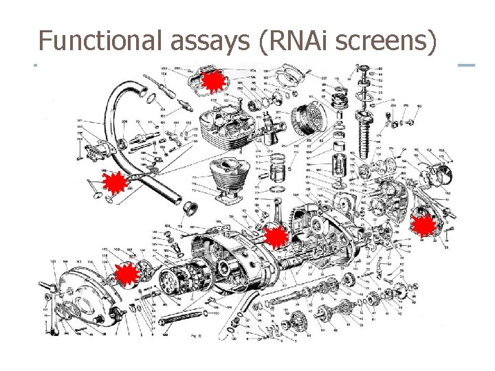 Functional assays (RNAi screens) Functional assays (RNAi screens)