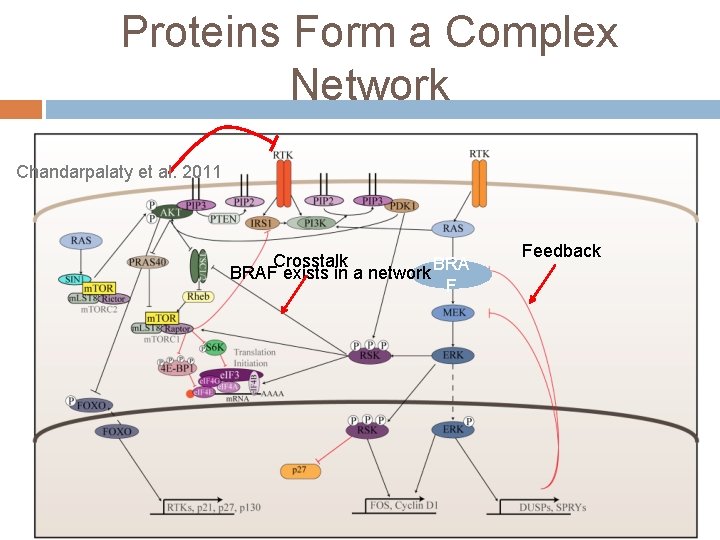 Proteins Form a Complex Network Chandarpalaty et al. 2011 Crosstalk BRAF exists in a Proteins Form a Complex Network Chandarpalaty et al. 2011 Crosstalk BRAF exists in a