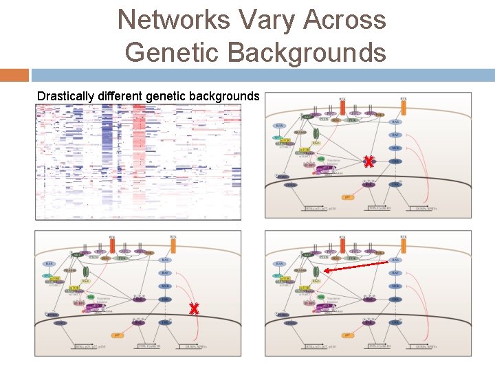 Networks Vary Across Genetic Backgrounds Drastically different genetic backgrounds Networks Vary Across Genetic Backgrounds Drastically different genetic backgrounds