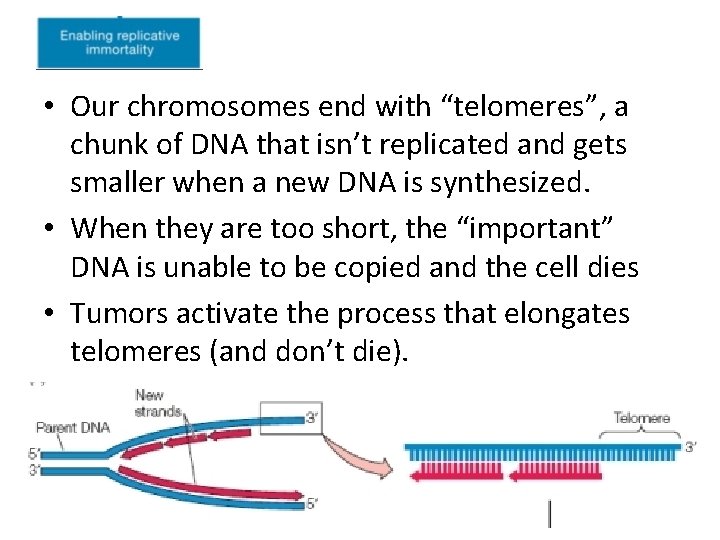 • Our chromosomes end with “telomeres”, a chunk of DNA that isn’t replicated • Our chromosomes end with “telomeres”, a chunk of DNA that isn’t replicated