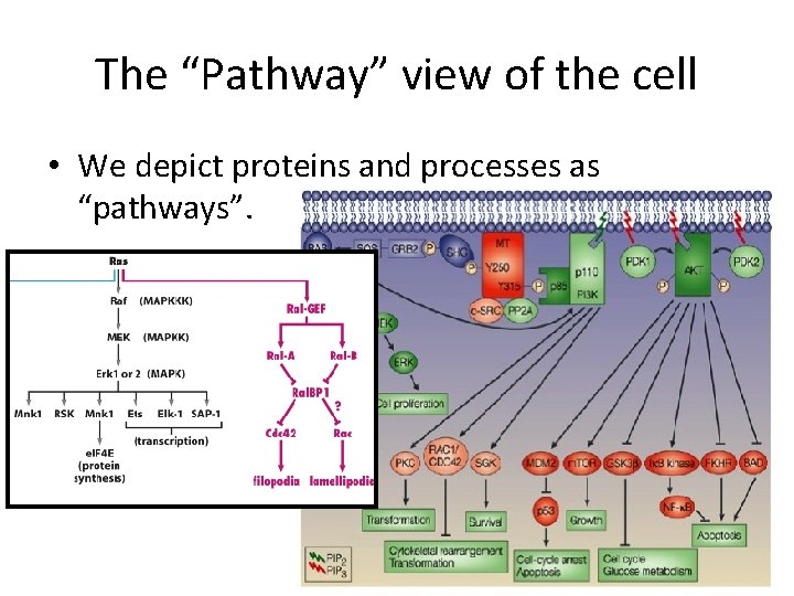 The “Pathway” view of the cell • We depict proteins and processes as “pathways”. The “Pathway” view of the cell • We depict proteins and processes as “pathways”.
