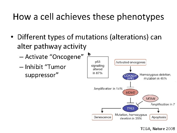 How a cell achieves these phenotypes • Different types of mutations (alterations) can alter How a cell achieves these phenotypes • Different types of mutations (alterations) can alter