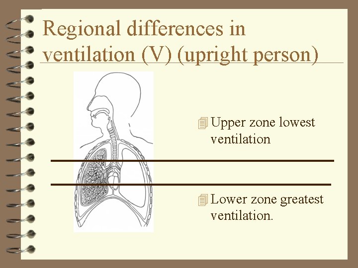 Regional differences in ventilation (V) (upright person) 4 Upper zone lowest ventilation 4 Lower