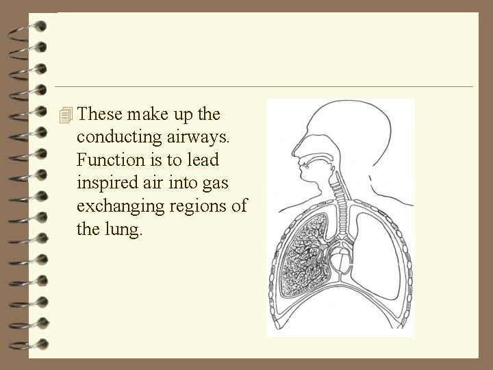 4 These make up the conducting airways. Function is to lead inspired air into