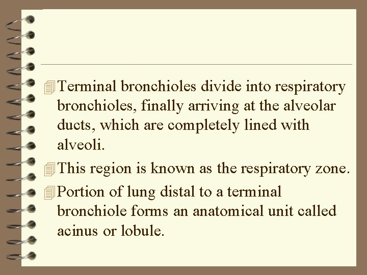 4 Terminal bronchioles divide into respiratory bronchioles, finally arriving at the alveolar ducts, which