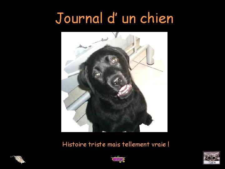 Journal d’ un chien Histoire triste mais tellement vraie ! 