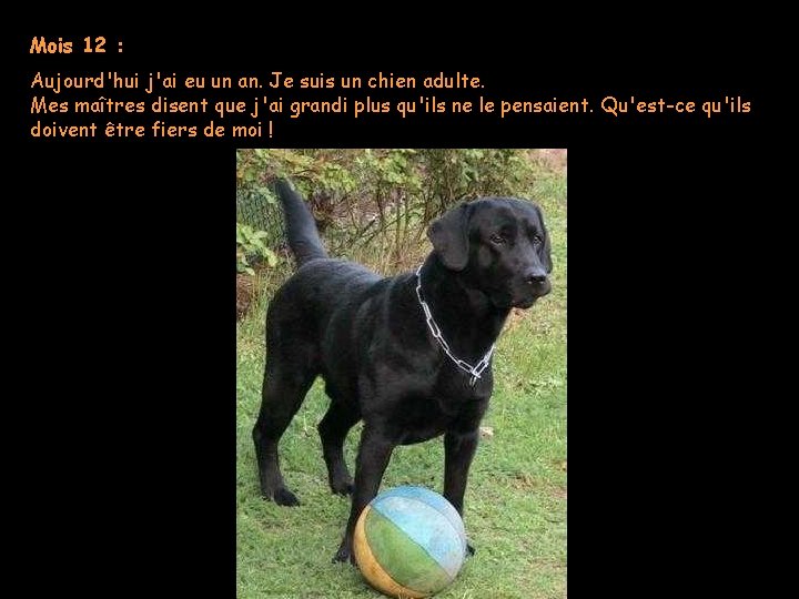 Mois 12 : Aujourd'hui j'ai eu un an. Je suis un chien adulte. Mes