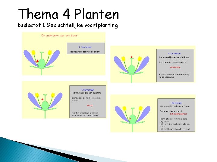 Thema 4 Planten basisstof 1 Geslachtelijke voortplanting 