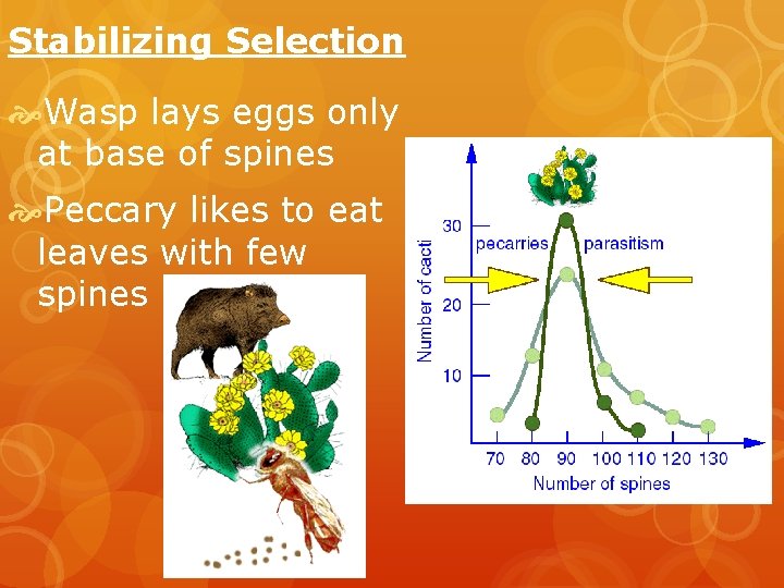 Stabilizing Selection Wasp lays eggs only at base of spines Peccary likes to eat