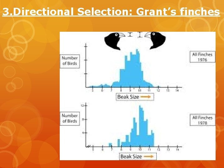 3. Directional Selection: Grant’s finches 