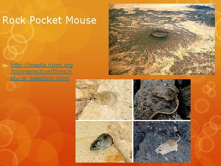 Rock Pocket Mouse http: //media. hhmi. org /biointeractive/films/n atural_selection. html 