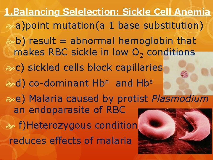 1. Balancing Selelection: Sickle Cell Anemia a)point mutation(a 1 base substitution) b) result =