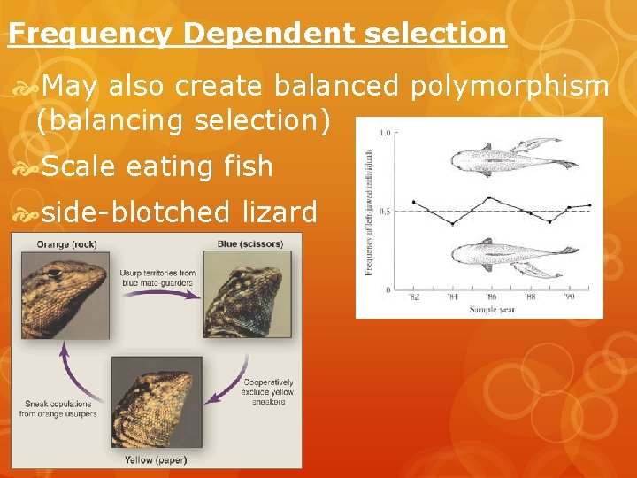Frequency Dependent selection May also create balanced polymorphism (balancing selection) Scale eating fish side-blotched