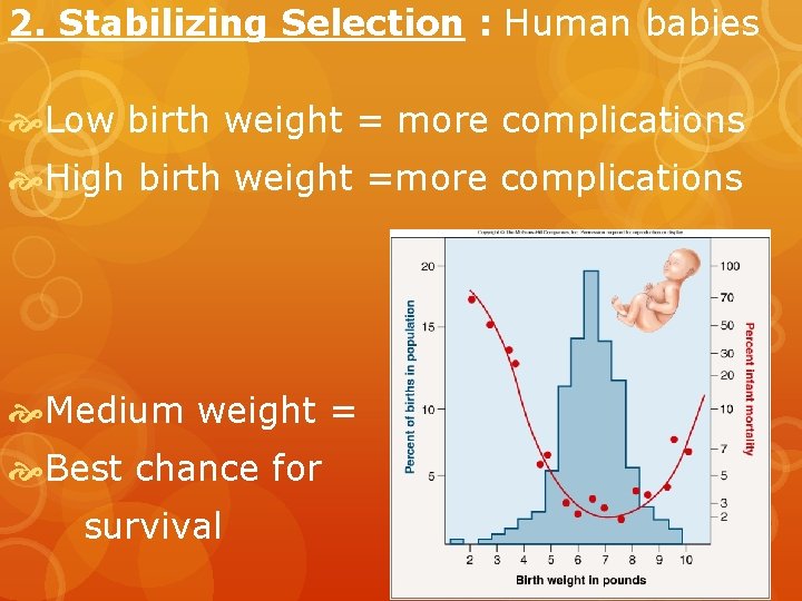 2. Stabilizing Selection : Human babies Low birth weight = more complications High birth