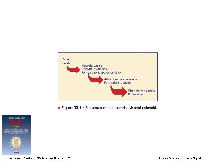 Figura 53. 1 - Sequenza dell'emostasi e sistemi coinvolti. Dal volume: Pontieri “Patologia Generale”