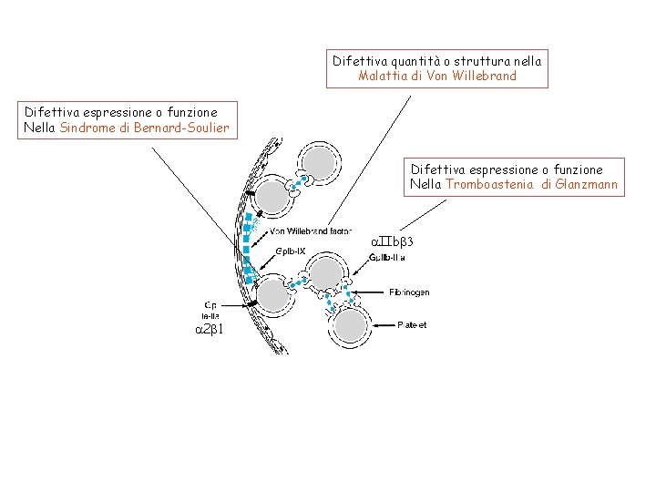 Difettiva quantità o struttura nella Malattia di Von Willebrand Difettiva espressione o funzione Nella