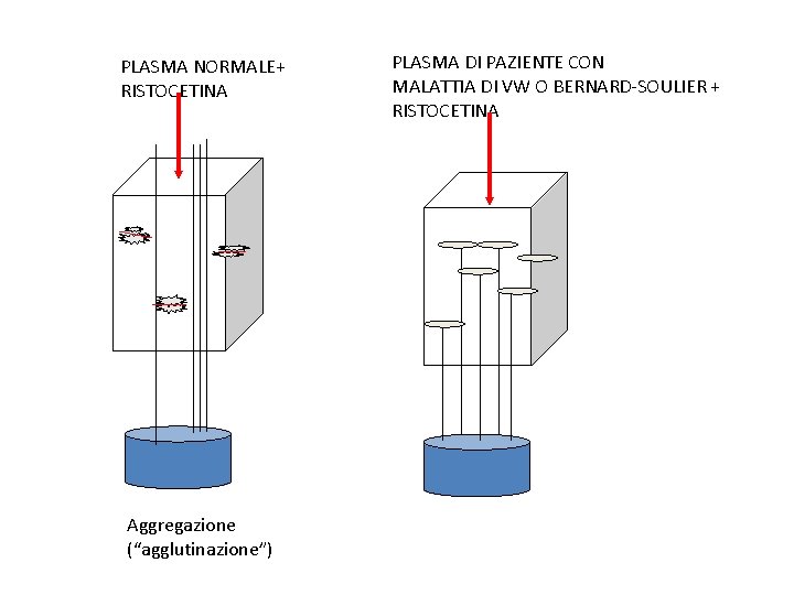 PLASMA NORMALE+ RISTOCETINA Aggregazione (“agglutinazione”) PLASMA DI PAZIENTE CON MALATTIA DI VW O BERNARD-SOULIER