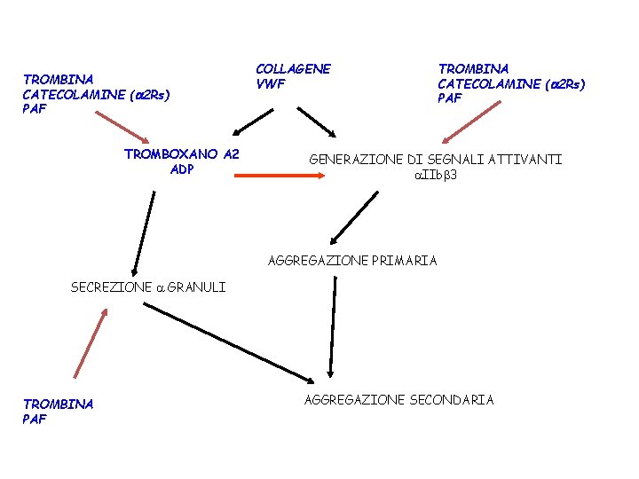 TROMBINA CATECOLAMINE (a 2 Rs) PAF TROMBOXANO A 2 ADP COLLAGENE VWF TROMBINA CATECOLAMINE