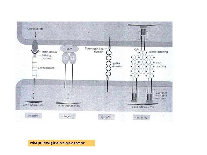 Principali famiglie di molecole adesive 