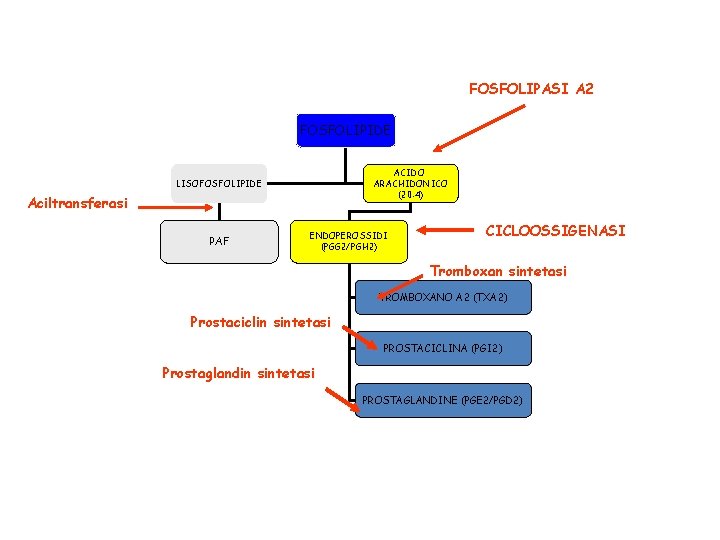 FOSFOLIPASI A 2 FOSFOLIPIDE ACIDO ARACHIDONICO (20: 4) LISOFOSFOLIPIDE Aciltransferasi PAF ENDOPEROSSIDI (PGG 2/PGH