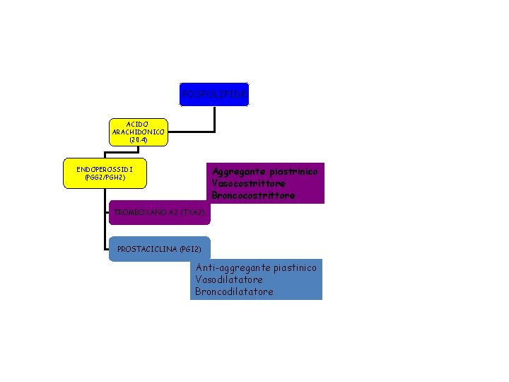 FOSFOLIPIDE ACIDO ARACHIDONICO (20: 4) Aggregante piastrinico Vasocostrittore Broncocostrittore ENDOPEROSSIDI (PGG 2/PGH 2) TROMBOXANO