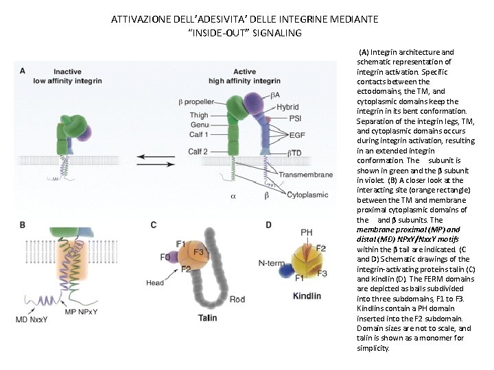 ATTIVAZIONE DELL’ADESIVITA’ DELLE INTEGRINE MEDIANTE “INSIDE-OUT” SIGNALING (A) Integrin architecture and schematic representation of