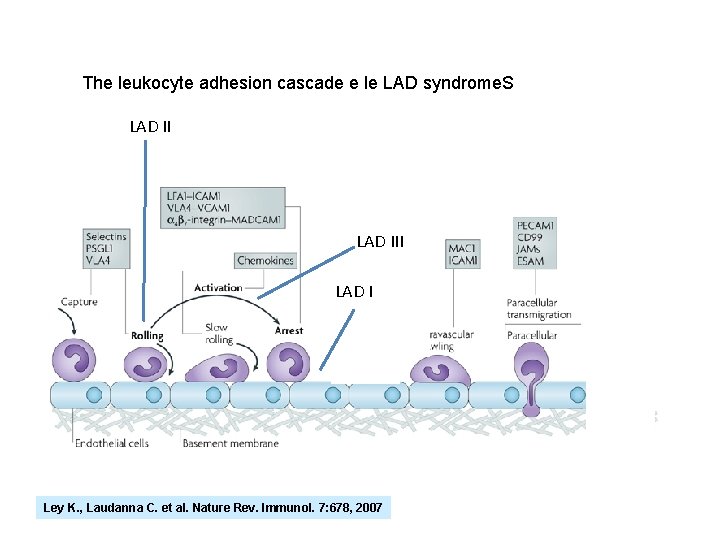 The leukocyte adhesion cascade e le LAD syndrome. S LAD II , Syk LAD