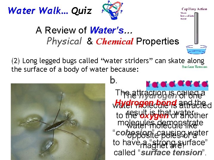Water Walk… Quiz A Review of Water’s… Physical & Chemical Properties (2) Long legged