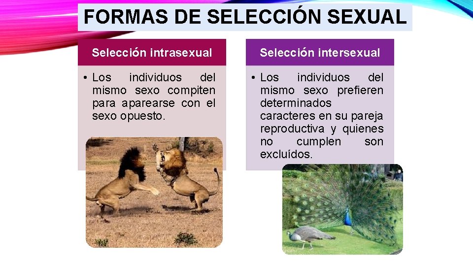 FORMAS DE SELECCIÓN SEXUAL Selección intrasexual Selección intersexual • Los individuos del mismo sexo