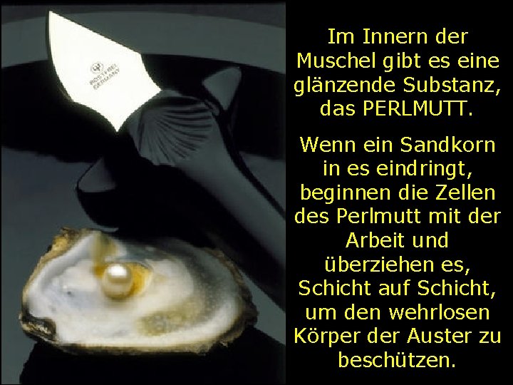 Im Innern der Muschel gibt es eine glänzende Substanz, das PERLMUTT. Wenn ein Sandkorn