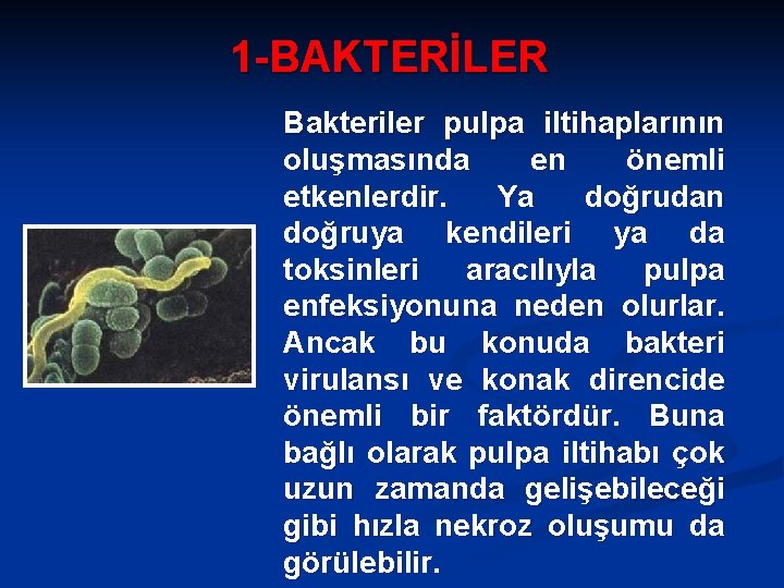 1 -BAKTERİLER Bakteriler pulpa iltihaplarının oluşmasında en önemli etkenlerdir. Ya doğrudan doğruya kendileri ya