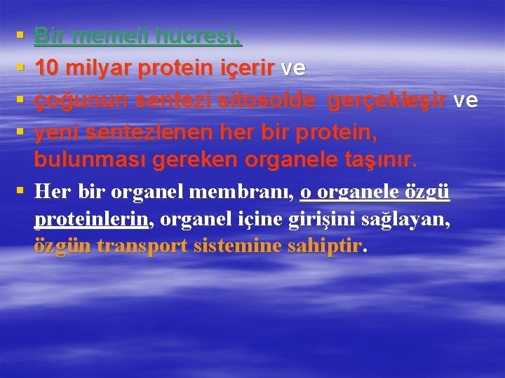 § § Bir memeli hücresi, 10 milyar protein içerir ve çoğunun sentezi sitosolde gerçekleşir
