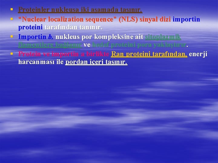 § Proteinler nukleusa iki aşamada taşınır. § “Nuclear localization sequence” (NLS) sinyal dizi importin