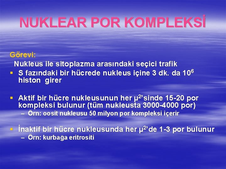 NUKLEAR POR KOMPLEKSİ Görevi: Nukleus ile sitoplazma arasındaki seçici trafik § S fazındaki bir