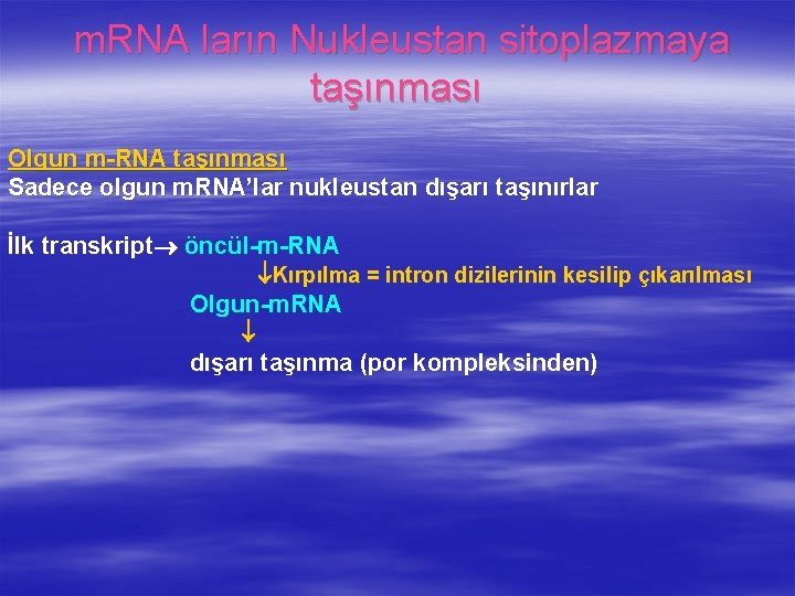 m. RNA ların Nukleustan sitoplazmaya taşınması Olgun m-RNA taşınması Sadece olgun m. RNA’lar nukleustan