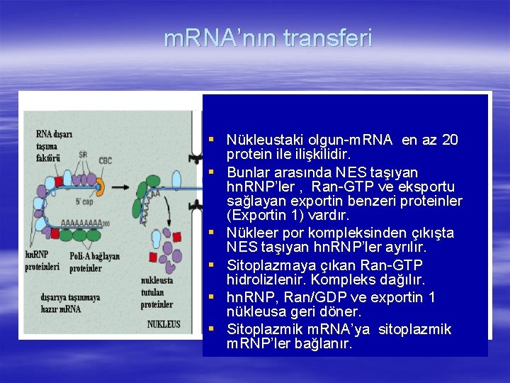 m. RNA’nın transferi § Nükleustaki olgun-m. RNA en az 20 protein ile ilişkilidir. §