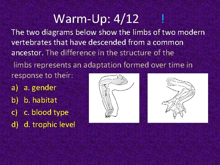 Warm-Up: 4/12 ! The two diagrams below show the limbs of two modern vertebrates
