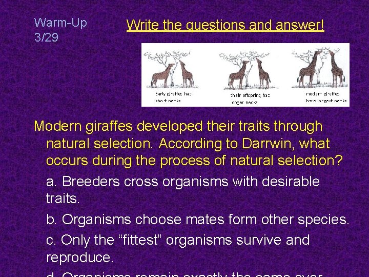 Warm-Up 3/29 Write the questions and answer! Modern giraffes developed their traits through natural