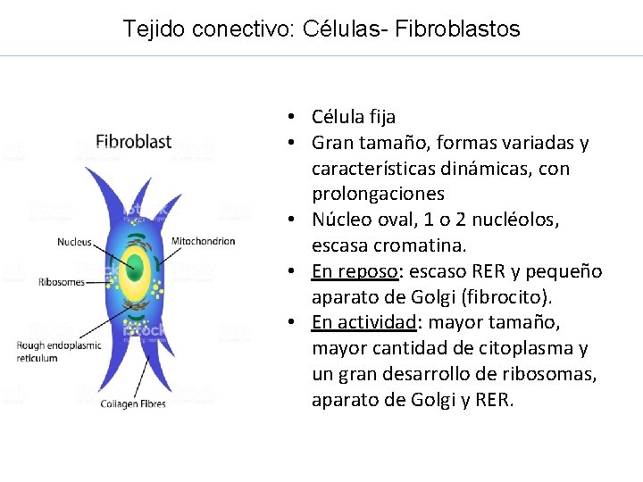 Tejido conectivo: Células- Fibroblastos • Célula fija • Gran tamaño, formas variadas y características