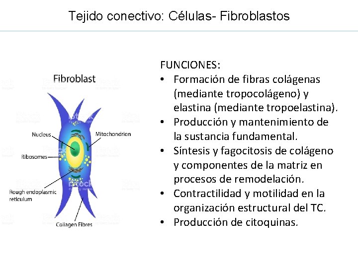 Tejido conectivo: Células- Fibroblastos FUNCIONES: • Formación de fibras colágenas (mediante tropocolágeno) y elastina
