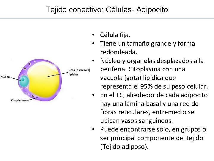 Tejido conectivo: Células- Adipocito • Célula fija. • Tiene un tamaño grande y forma