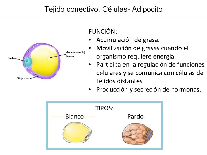 Tejido conectivo: Células- Adipocito FUNCIÓN: • Acumulación de grasa. • Movilización de grasas cuando