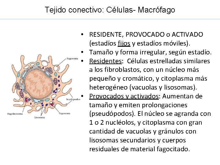 Tejido conectivo: Células- Macrófago • RESIDENTE, PROVOCADO o ACTIVADO (estadíos fijos y estadíos móviles).