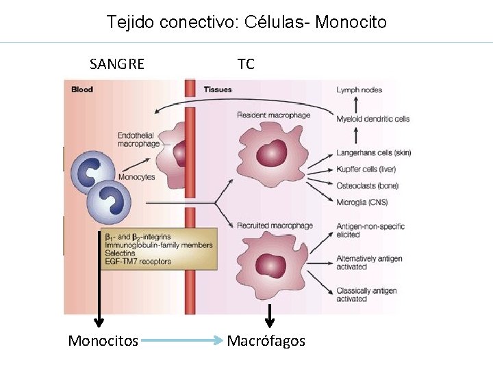 Tejido conectivo: Células- Monocito SANGRE Monocitos TC Macrófagos 